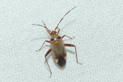 Réf. 236 157 : Adelphocoris vandalicus